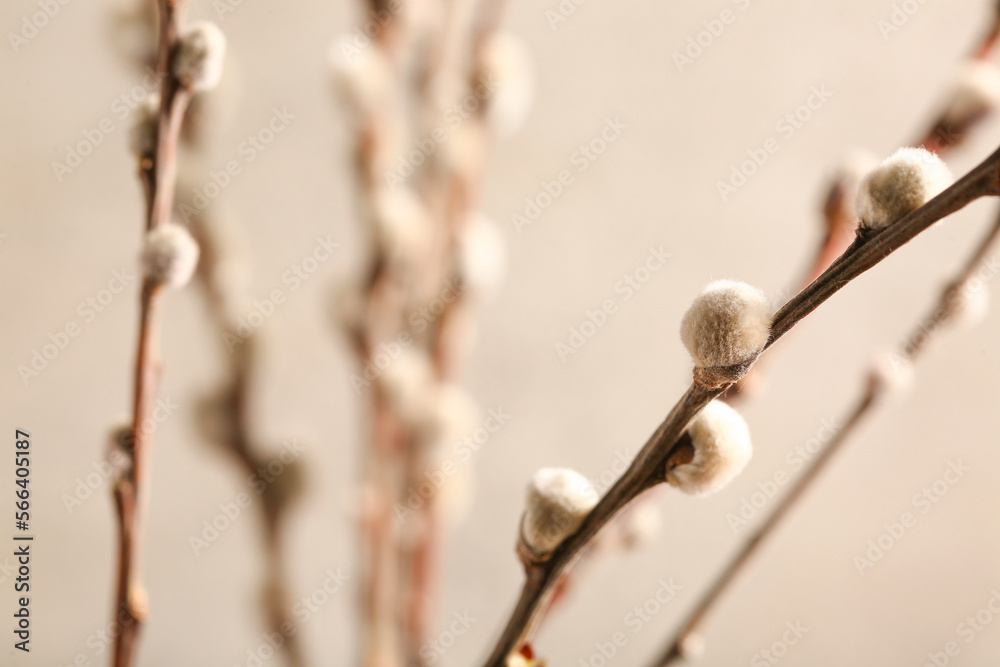Pussy willow branches on white blurred background Pussy willow branches on white blurred background