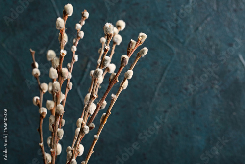 Pussy willow branches on blue blurred background