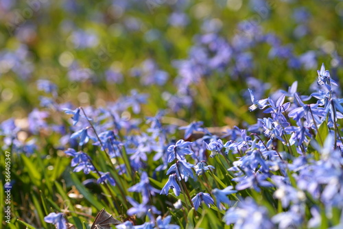 Bild auf Leinwand Üppige Blausternwiese