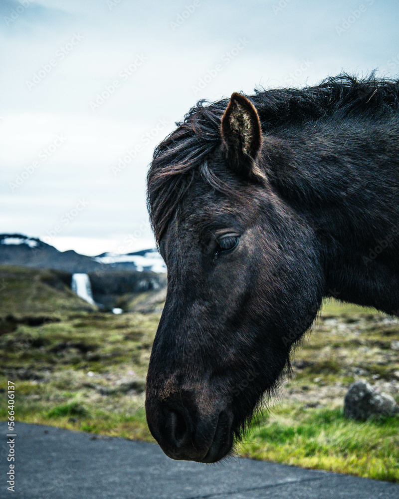 Fototapeta premium Icelandic horses