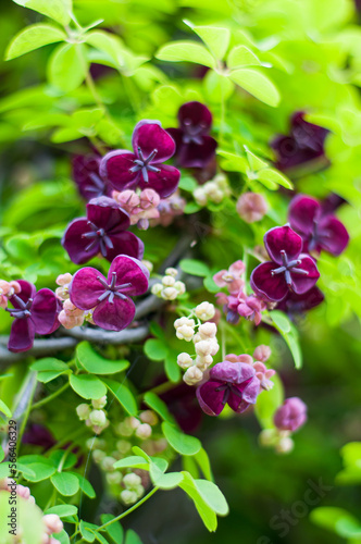 Akebia quinata dark-purple flowers with unfocused background. Close-up. Small unusual Chocolate vine purple flowers photo