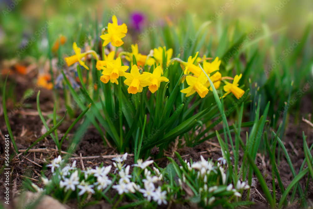 Fototapeta premium Field of yellow daffodils - narcissus flowers