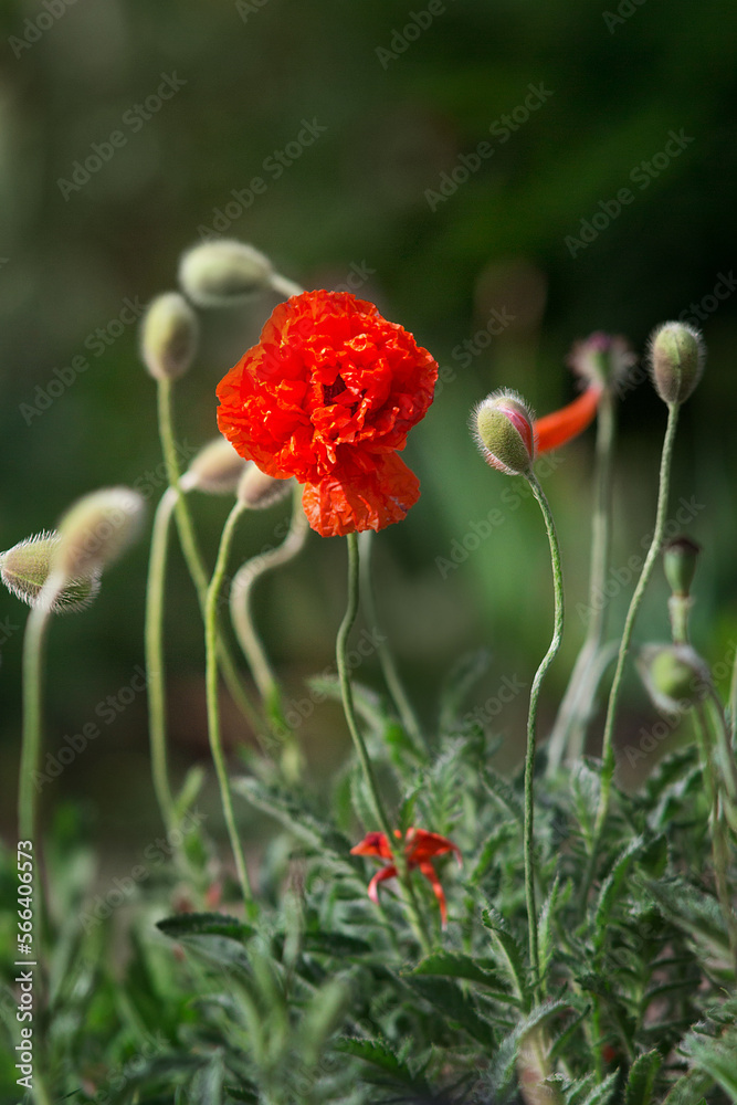 Obraz premium Poppy flowers outdoor