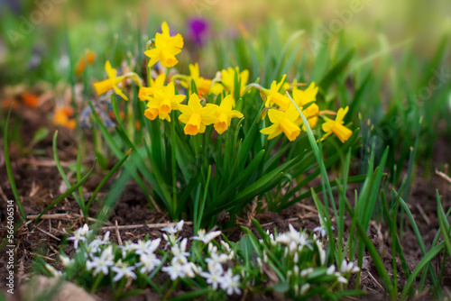 Fototapeta Naklejka Na Ścianę i Meble -  Field of yellow daffodils - narcissus flowers