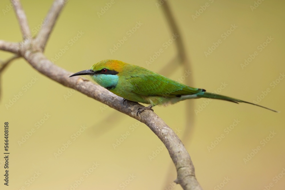 Vlha proměnlivá (Merops orientalis) Green bee-eater, sitting on the branch at Wilpattu park Sri Lanka