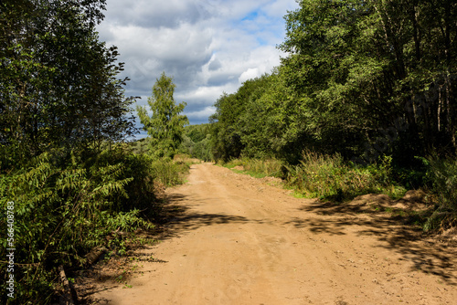 Dirt road in a forest area on a summer day