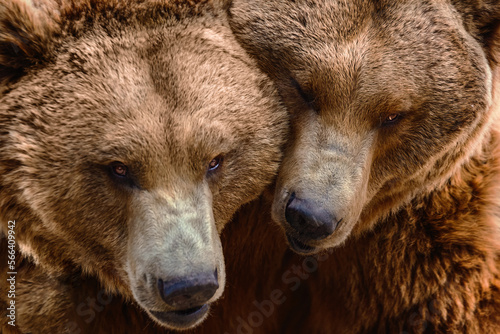 couple of grizzly bears loving each other