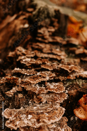 jesień grzyb © Oktawia