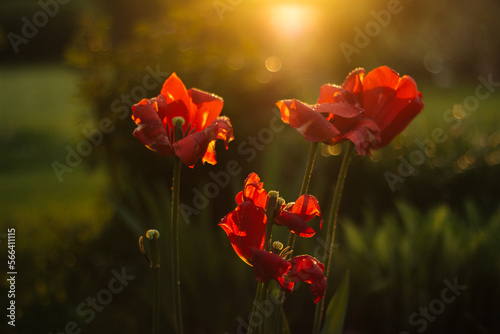 Bright red tulips in spring sunset light