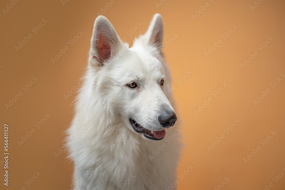 portrait of a white swiss shepherd dog on an orange background.