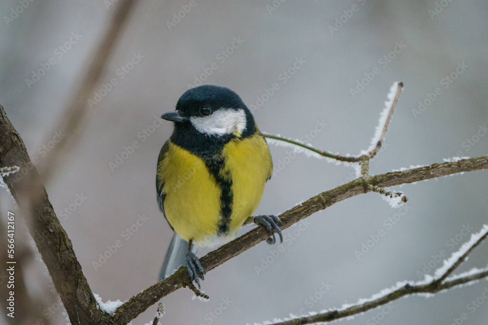 Great Tit, great titmouse, Parus major