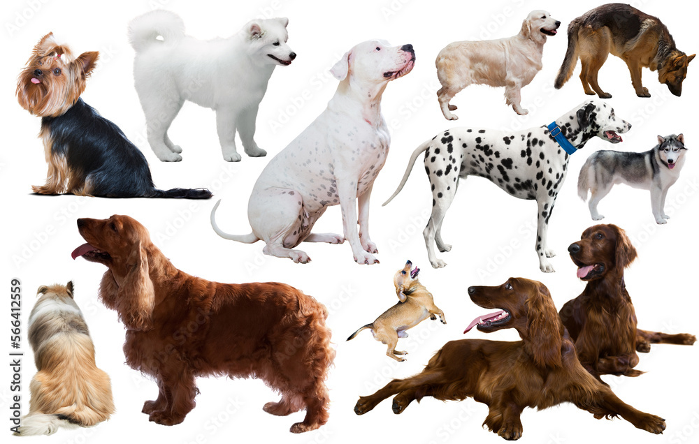 Collection of various dog breeds isolated on white