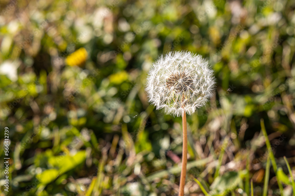 One white fluffy dandelion head with seeds on a beautiful blurred green background One white fluffy dandelion head with seeds on a beautiful blurred green background
