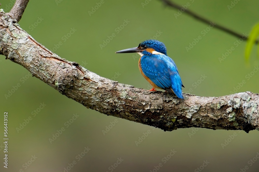 The common kingfisher (Alcedo atthis), ledňáček říční also known as the Eurasian kingfisher sitting on a branch catching fish. The common kingfisher (Alcedo atthis), ledňáček říční also known as the Eurasian kingfisher sitting on a branch catching fish.