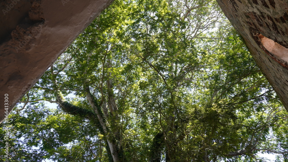 Fototapeta premium green tree in the forest