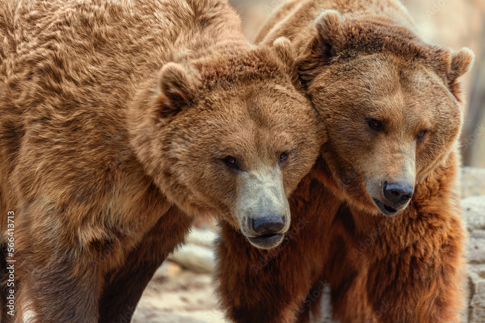 couple of grizzly bears caressing each other with their faces