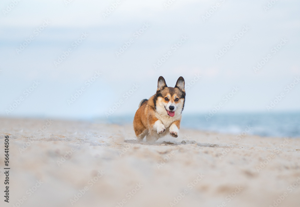 Two welsh corgi dogs happy at the sea