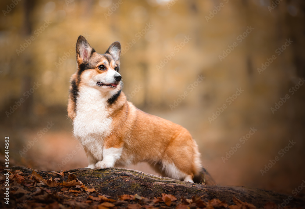 Beautiful welsh corgi Pembroke dog in autumn scenario