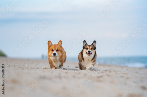 Two welsh corgi dogs happy at the sea