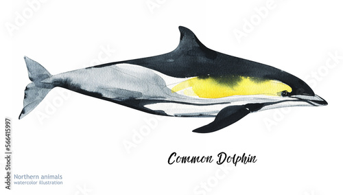 Photography Watercolor cute dolphin