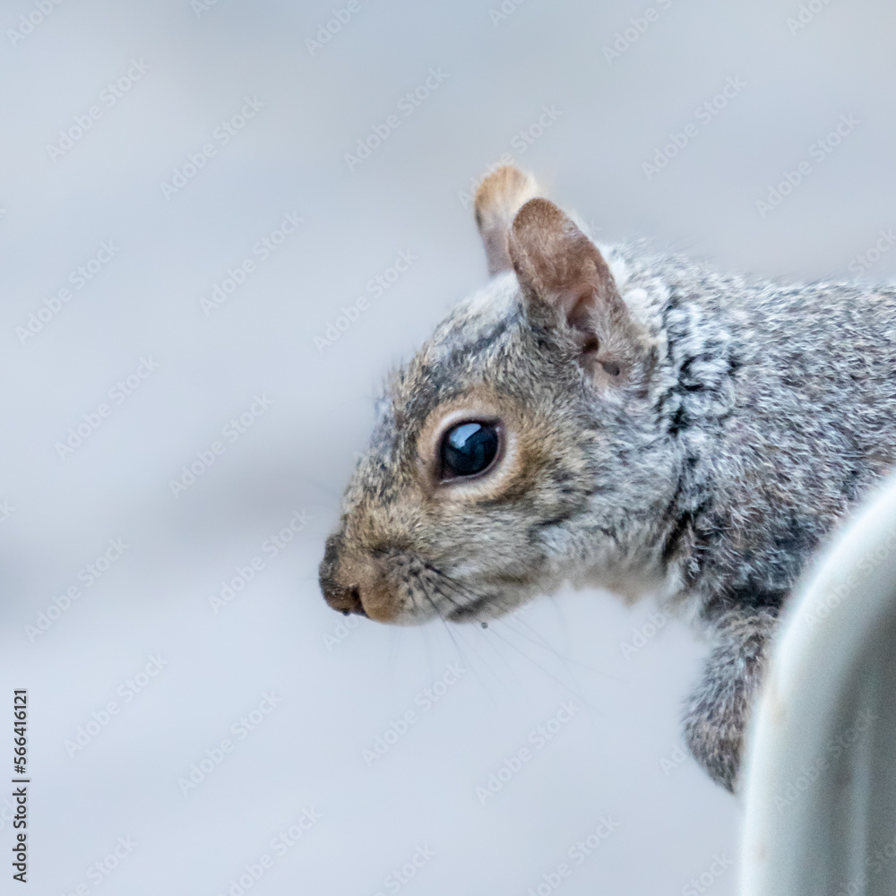 Obraz premium squirrel in the park