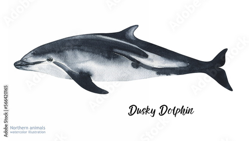 Photography Watercolor cute dolphin