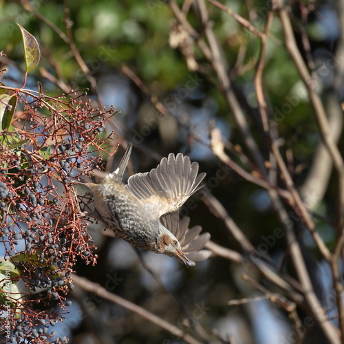 bulbul in a forest