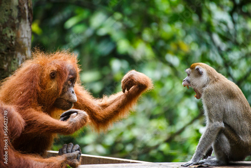 A child Sumatran orangutan (Pongo abelii) fights with a macaque in Gunung Leuser National Park in Northern Sumatra. photo