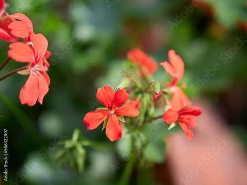 red flower in the garden © Andreas Hildebrandt