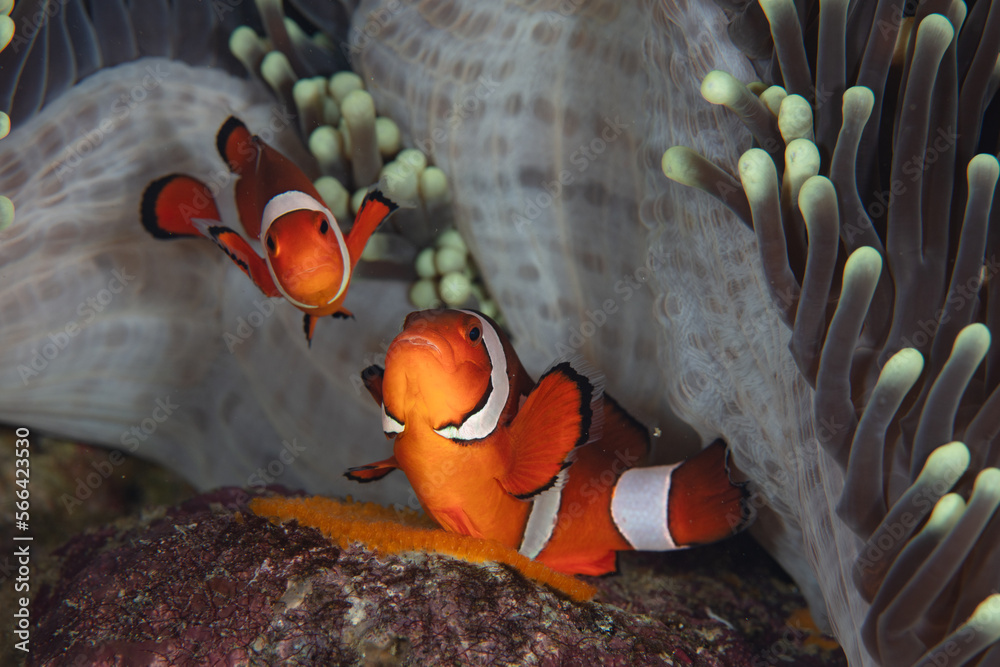 Zdjęcie Stock A mating pair of False clownfish, Amphiprion ocellaris