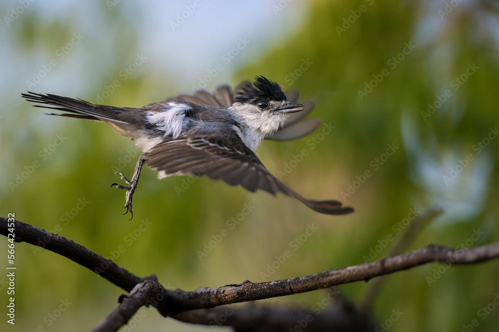 Obraz premium Tijerilla, vuelo, Xenopsaris albinucha
