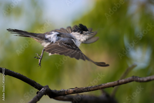 Tijerilla, vuelo, Xenopsaris albinucha photo