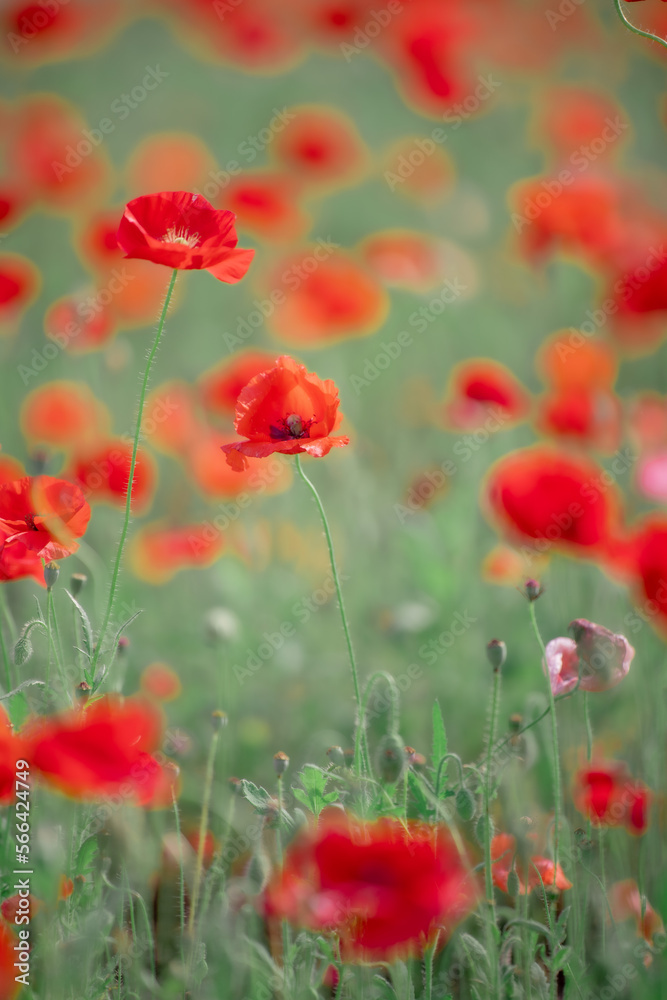 Obraz premium red poppy field