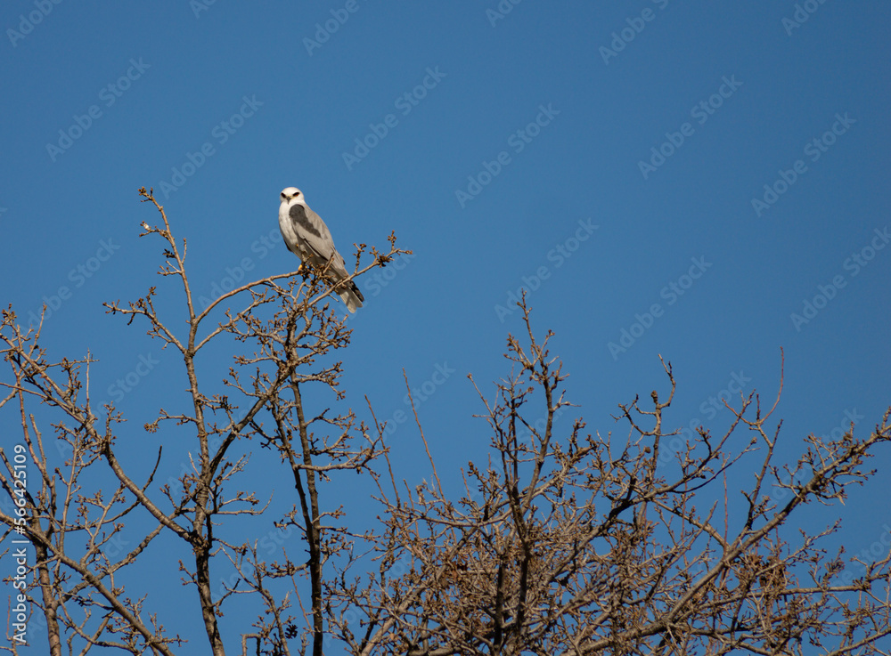 White hawk on the top of a tree in winter on a clear day White hawk on the top of a tree in winter on a clear day