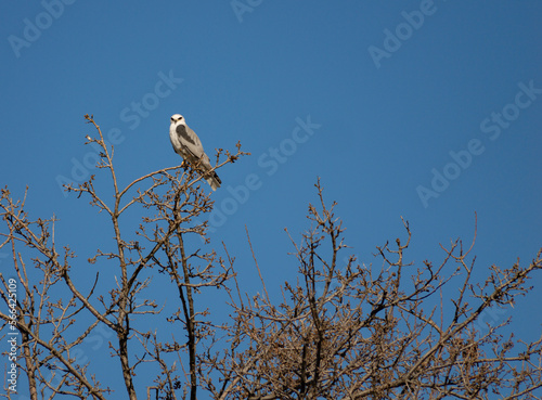 White hawk on the top of a tree in winter on a clear day 