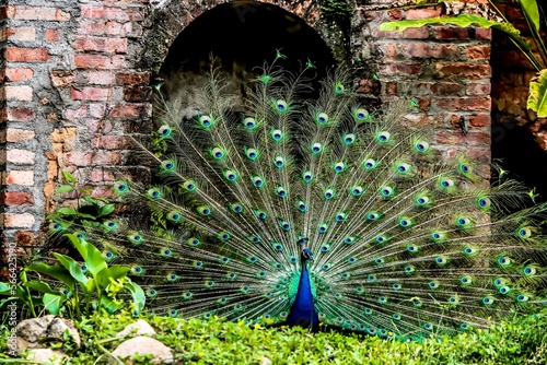 PAVO REAL photo