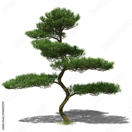 Buddhist pine conifer tree in spring or summer. Hi-res, photorealistic 3d render for architecture visualizations. Natural sun lighting and shadow. photo