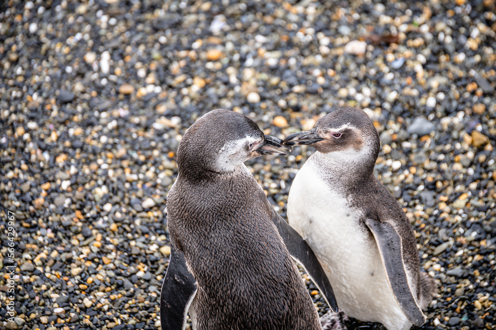 Fototapeta premium magellanic penguins colony in ushuaia, argentina