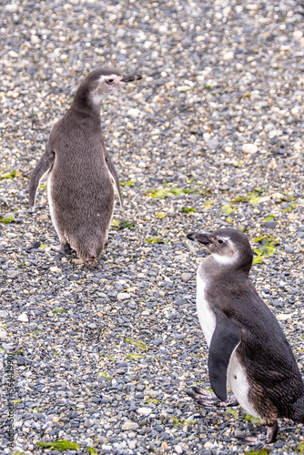 magellanic penguins colony in ushuaia, argentina