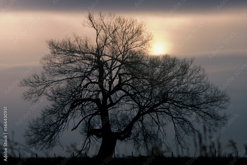 Silhouette of tree on very cold Quebec City morning in winter. Silhouette of tree on very cold Quebec City morning in winter.