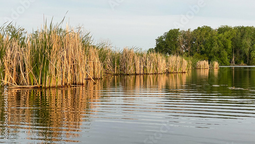 reeds on the lake after sunrise photo