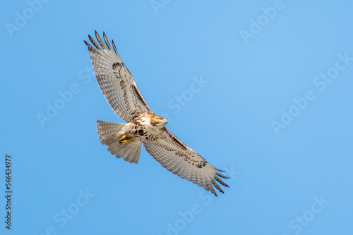 Red Tail Hawk in flight © blanchardimage