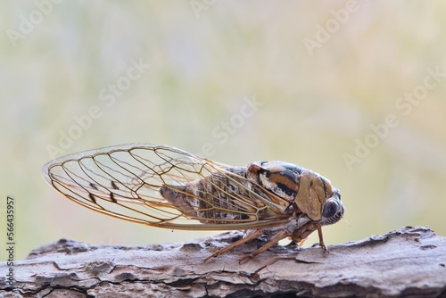 Western Dusk Singing Cicada (Megatibicen resh) sitting on tree bark in Houston TX, side view. Macro image with copy space. Insect species is found in North America. © Brett