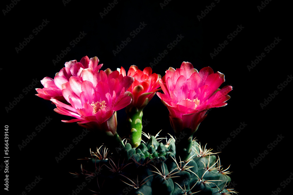 close up blooming flower of gymnocalycium baldianum cactus with studio lighting close up blooming flower of gymnocalycium baldianum cactus with studio lighting
