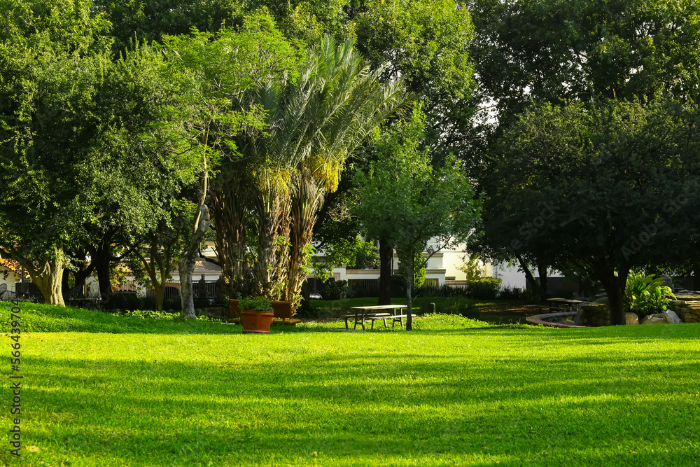 Fototapeta premium Beautiful view of green park with trees on sunny day