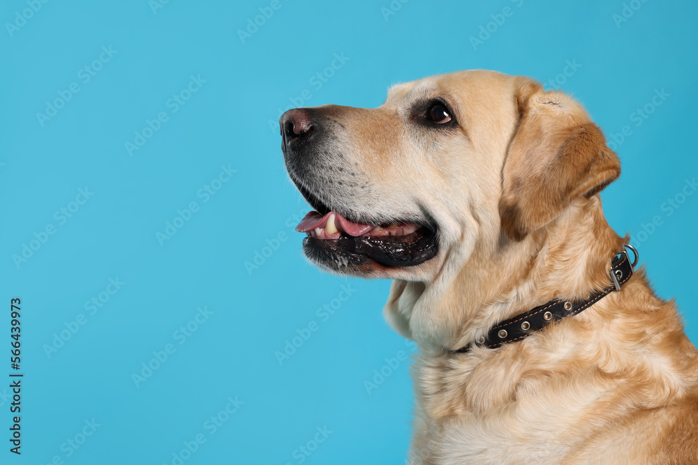 Cute Labrador Retriever in dog collar on light blue background. Space for text