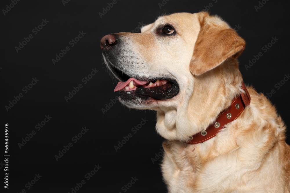 Cute Labrador Retriever in dog collar on black background. Space for text Cute Labrador Retriever in dog collar on black background. Space for text