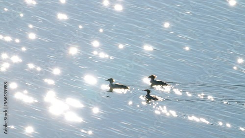 three merganser ducks cruise and swim across a sparkling lake water surface looking for fish to eat photo