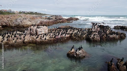 Aerial view over Cape Cormorant flock standing on rocks  
Cape Cormorant wildlife, Gansbaai, South Africa, 2022, Indian ocean, Drone view
 photo