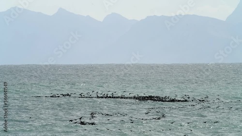 Flock of Cape Cormorants landing on ocean surface
Cape Cormorant wildlife, Gansbaai, South Africa, 2022, Indian ocean, 
 photo